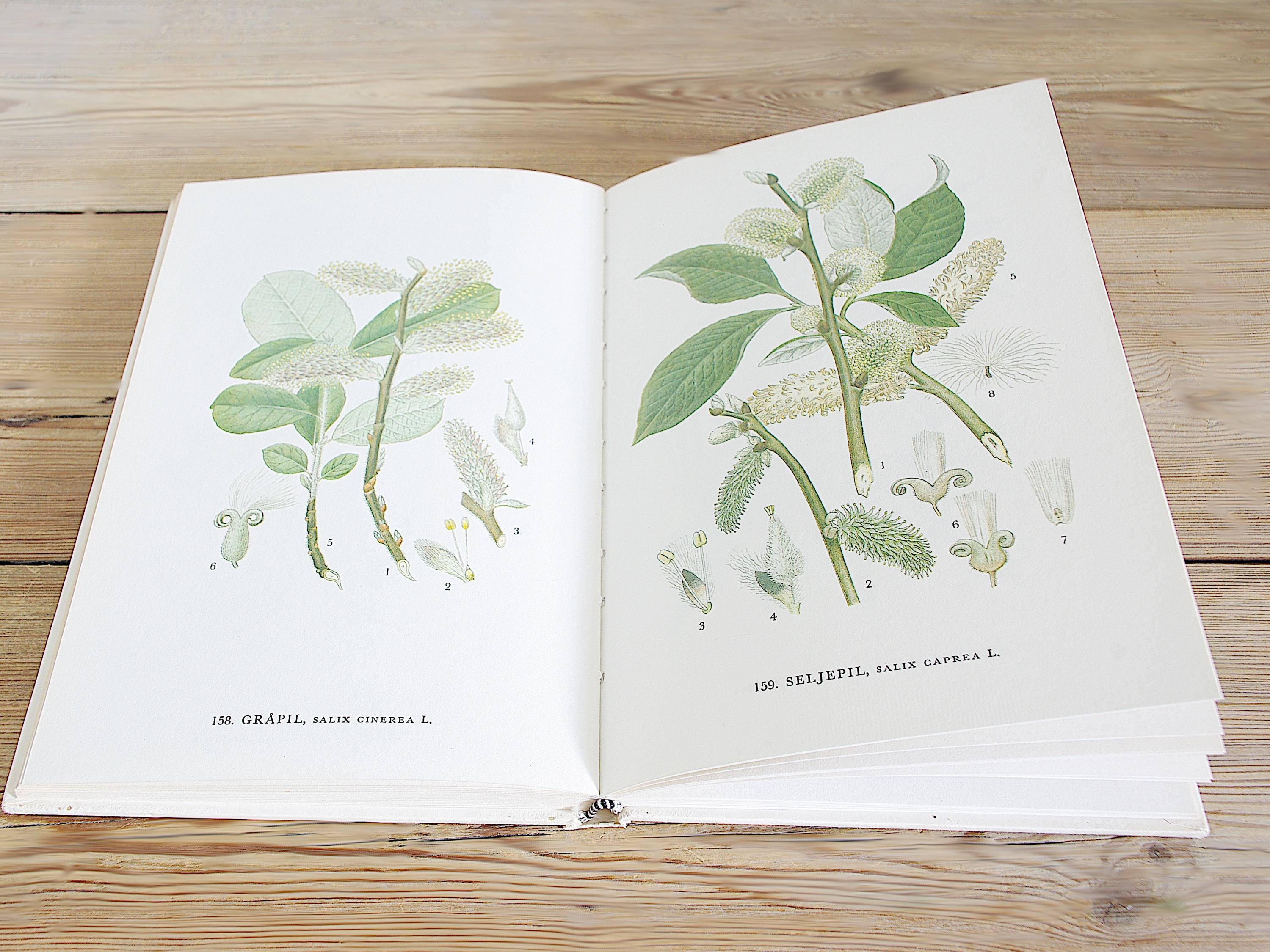 60ページ以上のヴィンテージ植物図鑑（カラーイラスト付き）、野生の花