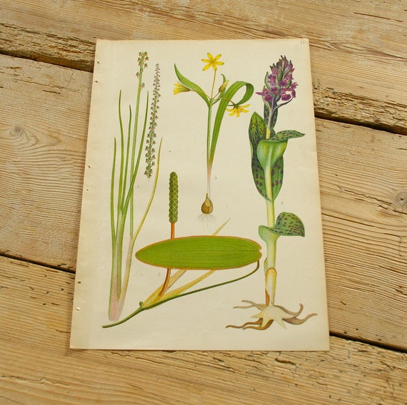 Vintage antique botanical illustration D, Original book plate, Wildflowers plants, Wall decor prints, Color illustrations, old book page