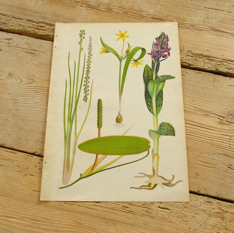 May include: A vintage botanical illustration featuring five different plants. The plants are depicted in detail, with their leaves, flowers, and roots shown in a realistic style. The illustration is printed on a cream-colored paper and has a slightly aged appearance.