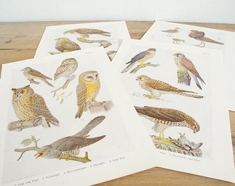 Vintage 4 old bird book pages, bird collage pages, illustrations from original book, Color illustrations, Prints wall decor, Paper supply,