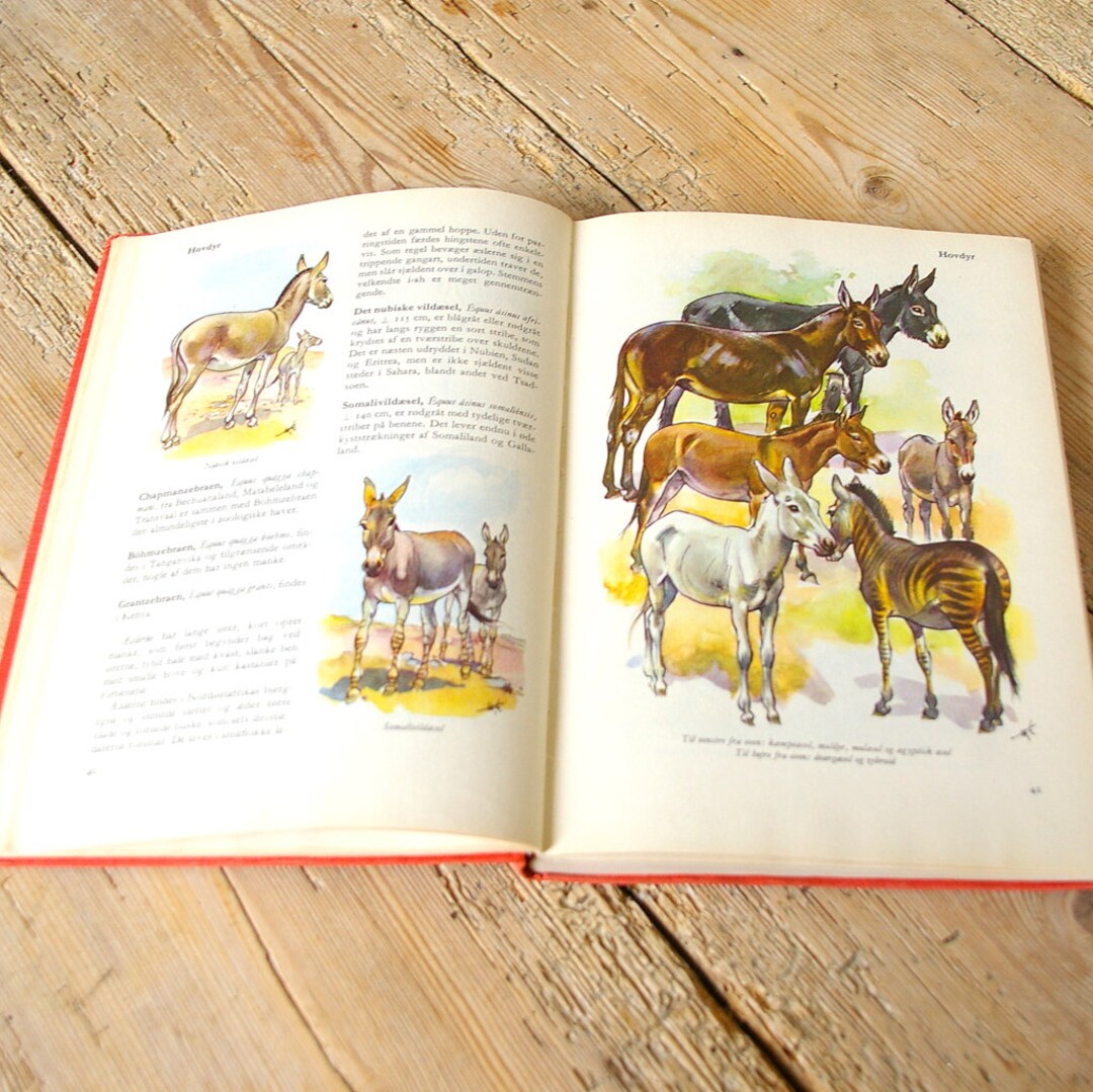 Vintage Book Animals Wildlife Color Illustrations, Mammals, Whales ...