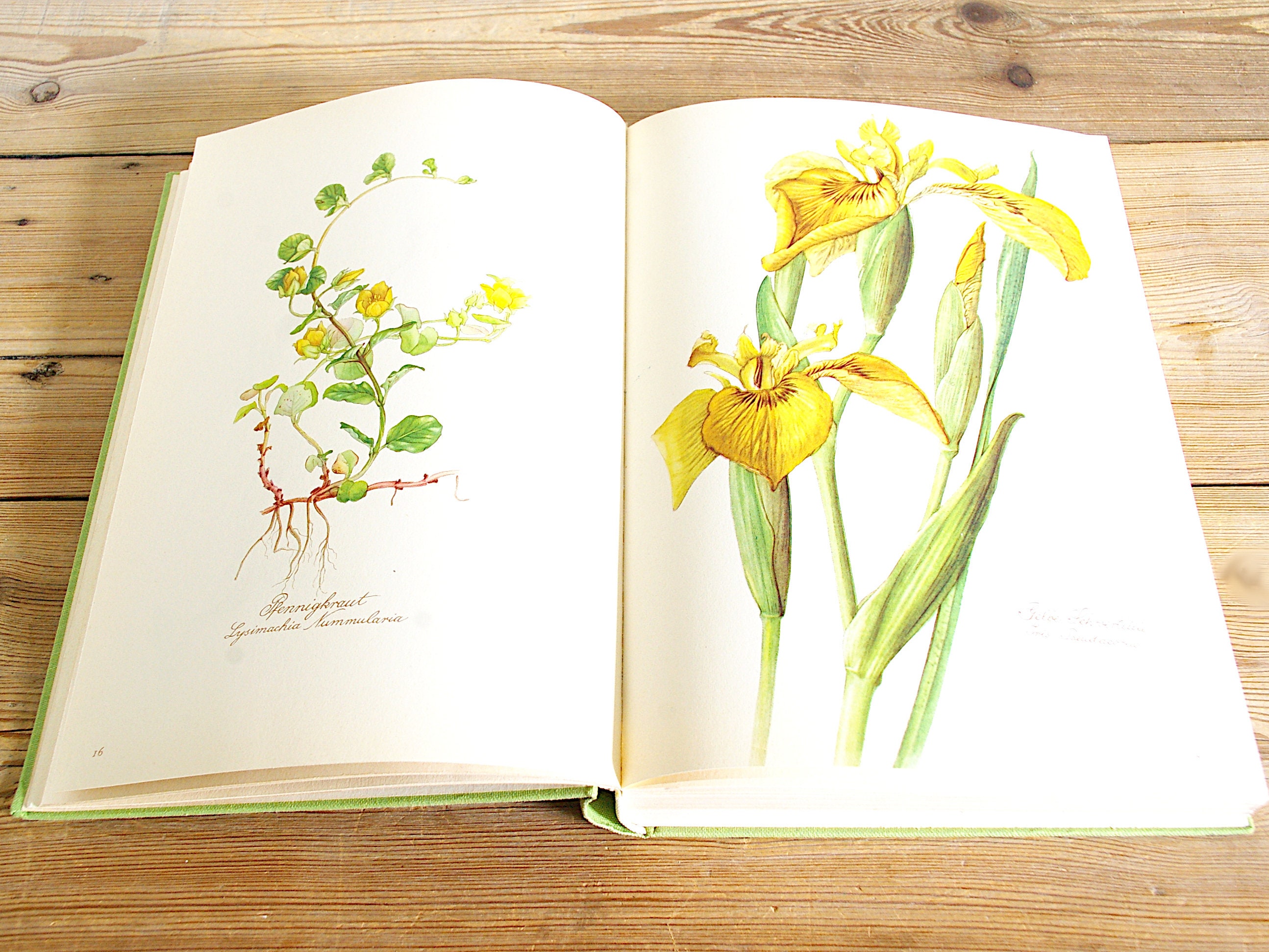 Vintage Big Flower Book With 300 Beautiful Color