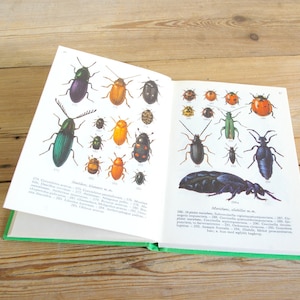 Può includere: Un libro aperto su due pagine che mostra illustrazioni di vari coleotteri. La pagina sinistra mostra coleotteri verdi, neri e arancioni. La pagina destra mostra coleotteri neri, rossi e verdi. Il testo sulla pagina dice "Schnelder, Alarme m. 274" e "Mariensher, schiller m. 280".