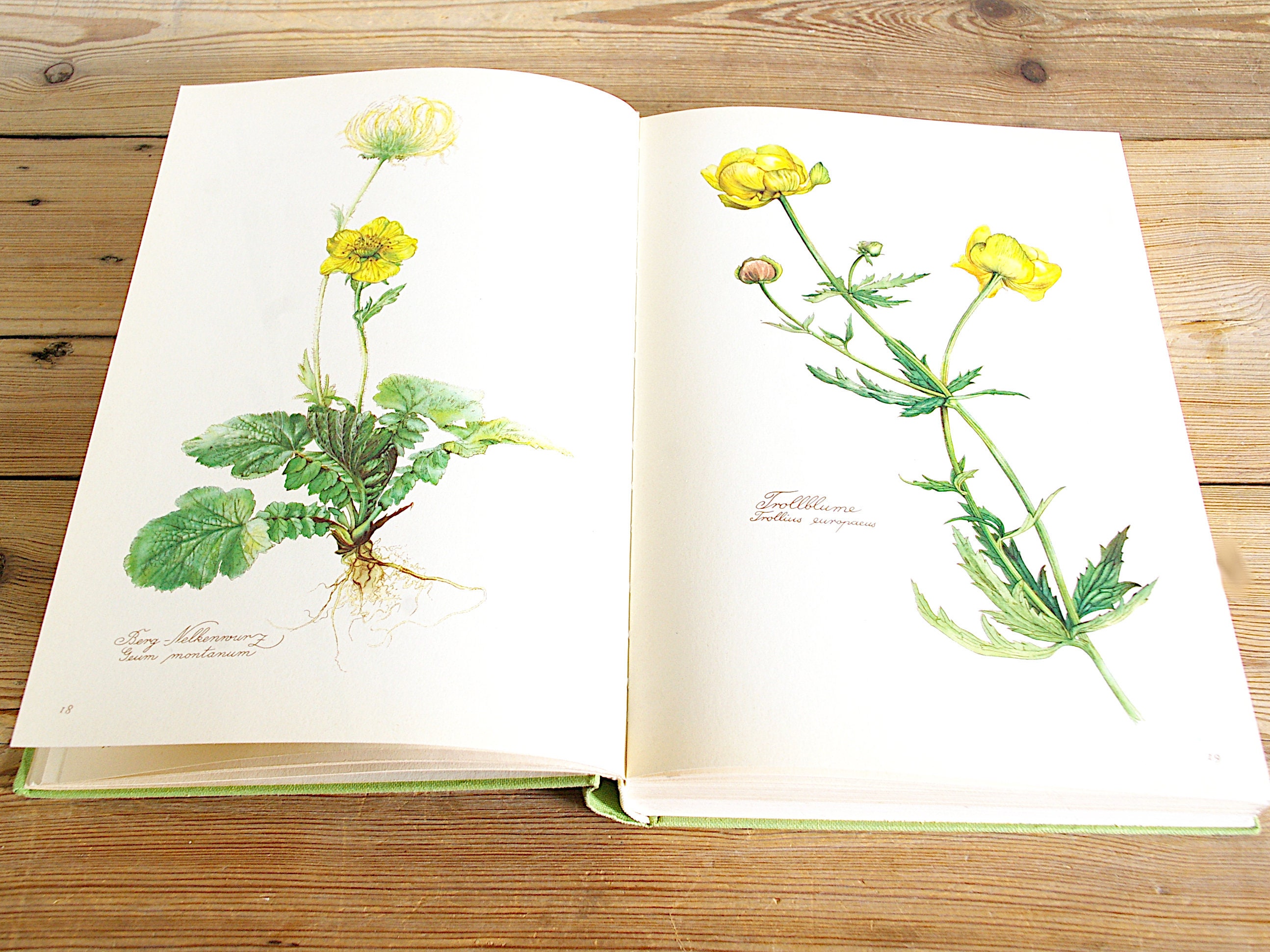 イギリス アンティーク ボタニカルアート/植物画 ラズベリーや