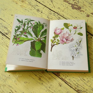 Libri d'epoca, cespugli, alberi, oltre 100 illustrazioni, guida ai fiori da giardino, rose, lillà, peonie, magnolie, pini, materiale di carta, pagine di diario