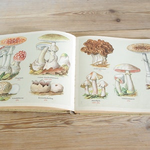 livre vintage sur les champignons et les champignons avec illustrations en couleur, ancien guide de terrain, dessin botanique mural imprimé, collage coloré, mur de chambre à coucher de cottage