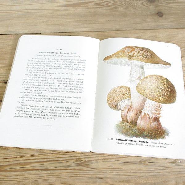 Vintage mushroom fungi book, botanical color illustration, toadstool field guide, drawing print wall, old colorful collage, bedroom gift