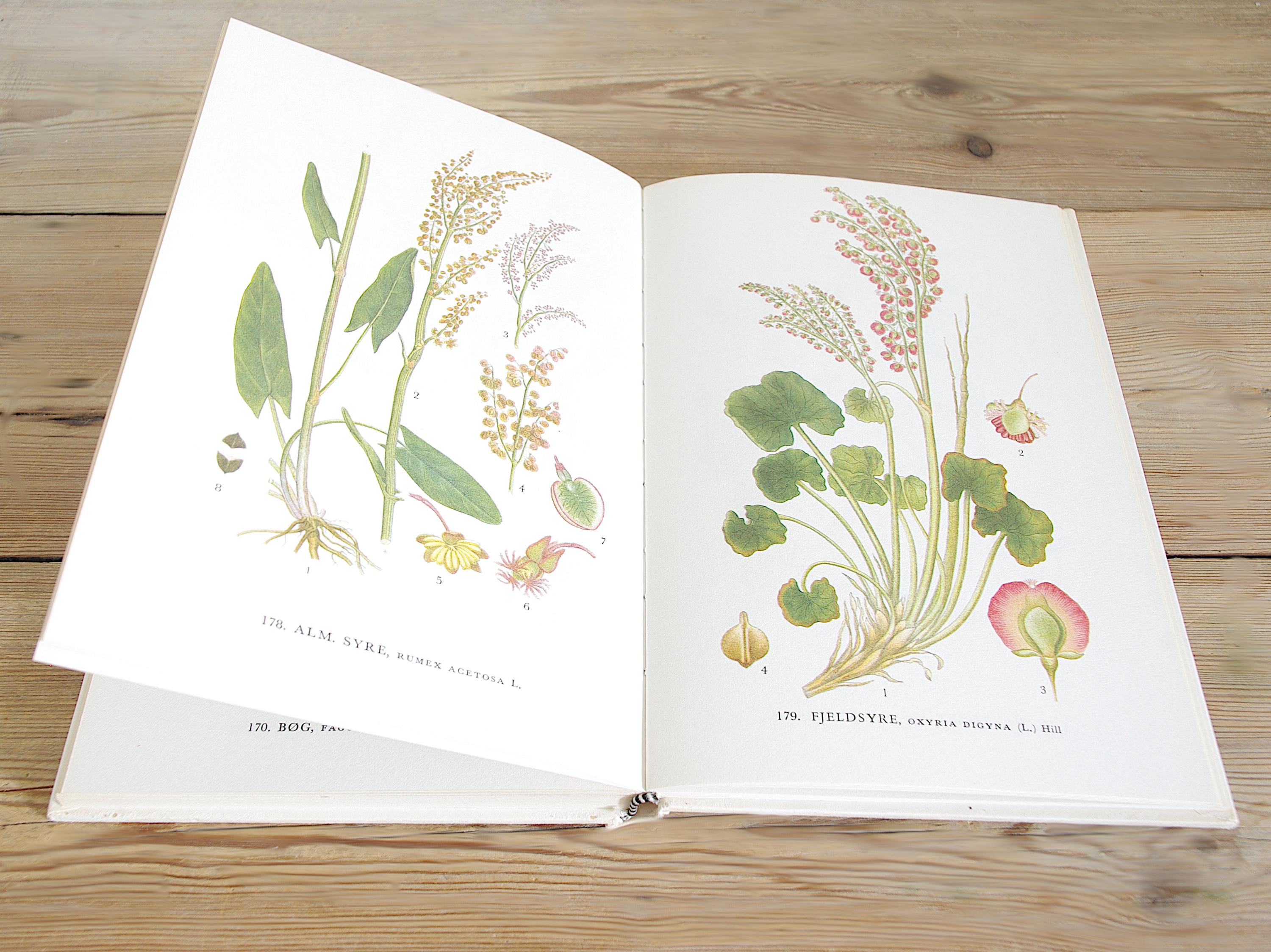 60ページ以上のヴィンテージ植物図鑑（カラーイラスト付き）、野生の花