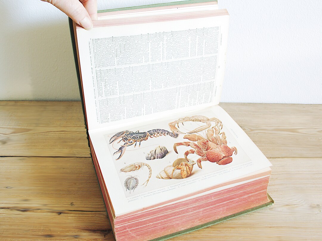 Vintage 1913 Antique Dictionary With Color Plates Concise Etsy