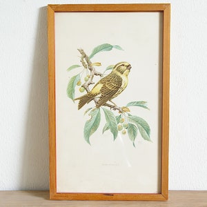 Vintage framed bird print, 50s wall decor, European serin, Goldcrest, entryway bedroom living room, interior decorating, gift for bird lover European Serin