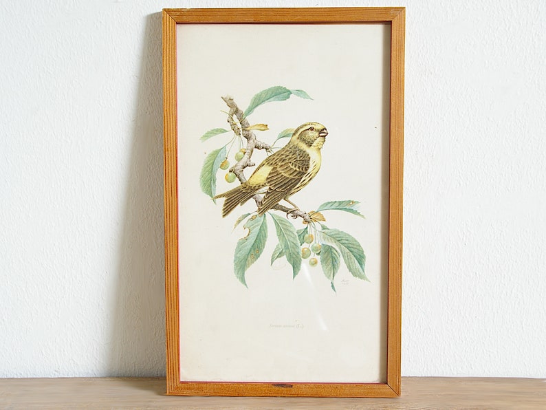 Vintage framed bird print, 50s wall decor, European serin, Goldcrest, entryway bedroom living room, interior decorating, gift for bird lover European Serin