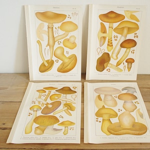 4 pages anciennes vintage avec champignons, illustrations couleur de livres anciens, vieilles pages uniques, décoration murale collage colorée