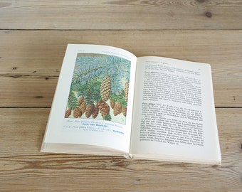 May include: A vintage book open to a page with a color illustration of a blue spruce tree with brown cones. The text on the page reads "Picea pungens" and "Stech-Tannen" with a description of the tree in German.