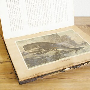 Libro antico d'epoca con illustrazioni di mammiferi, vecchio libro sulla fauna selvatica con animali, stampe e disegni in bianco e nero, diario di fornitura di carta