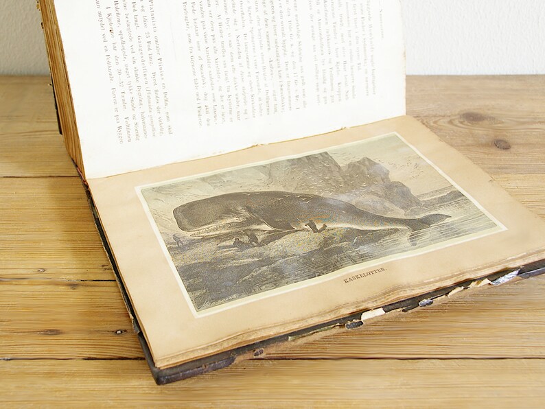 Vintage antique book with illustrations of mammals, old wildlife book with animals, prints and black white drawings, paper supply journaling image 3