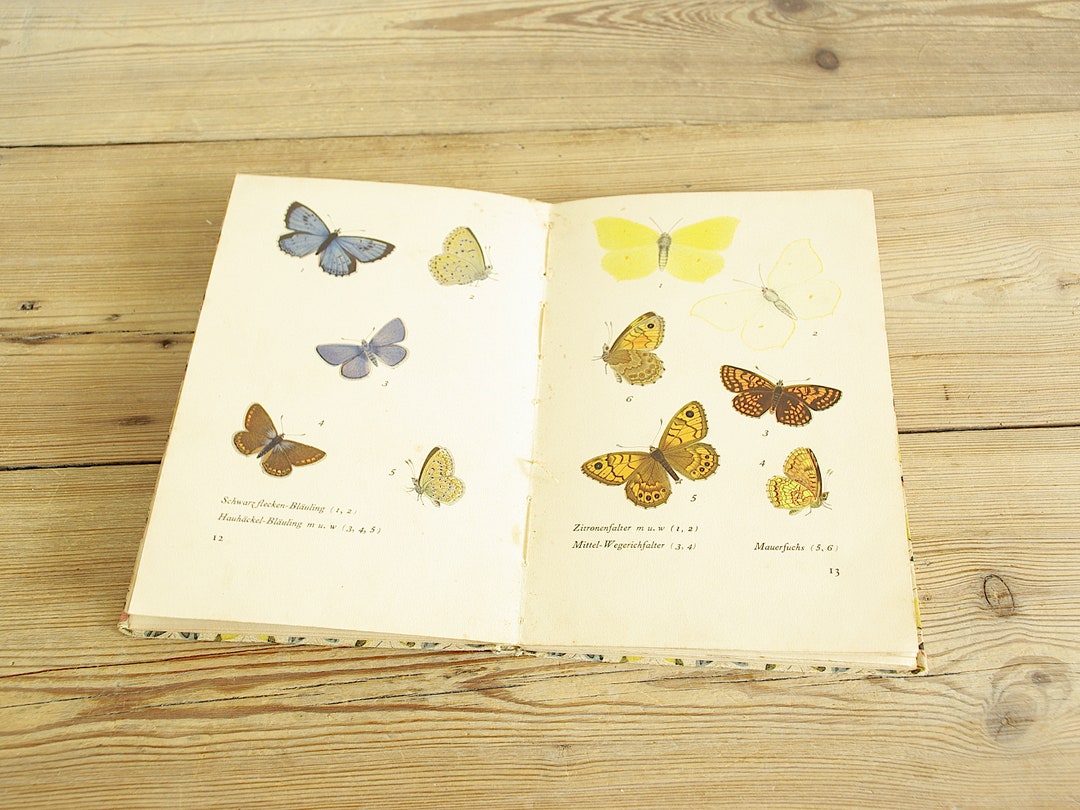 Vintage Butterflies Book With 20 Color Illustrations, Field Guide, Book