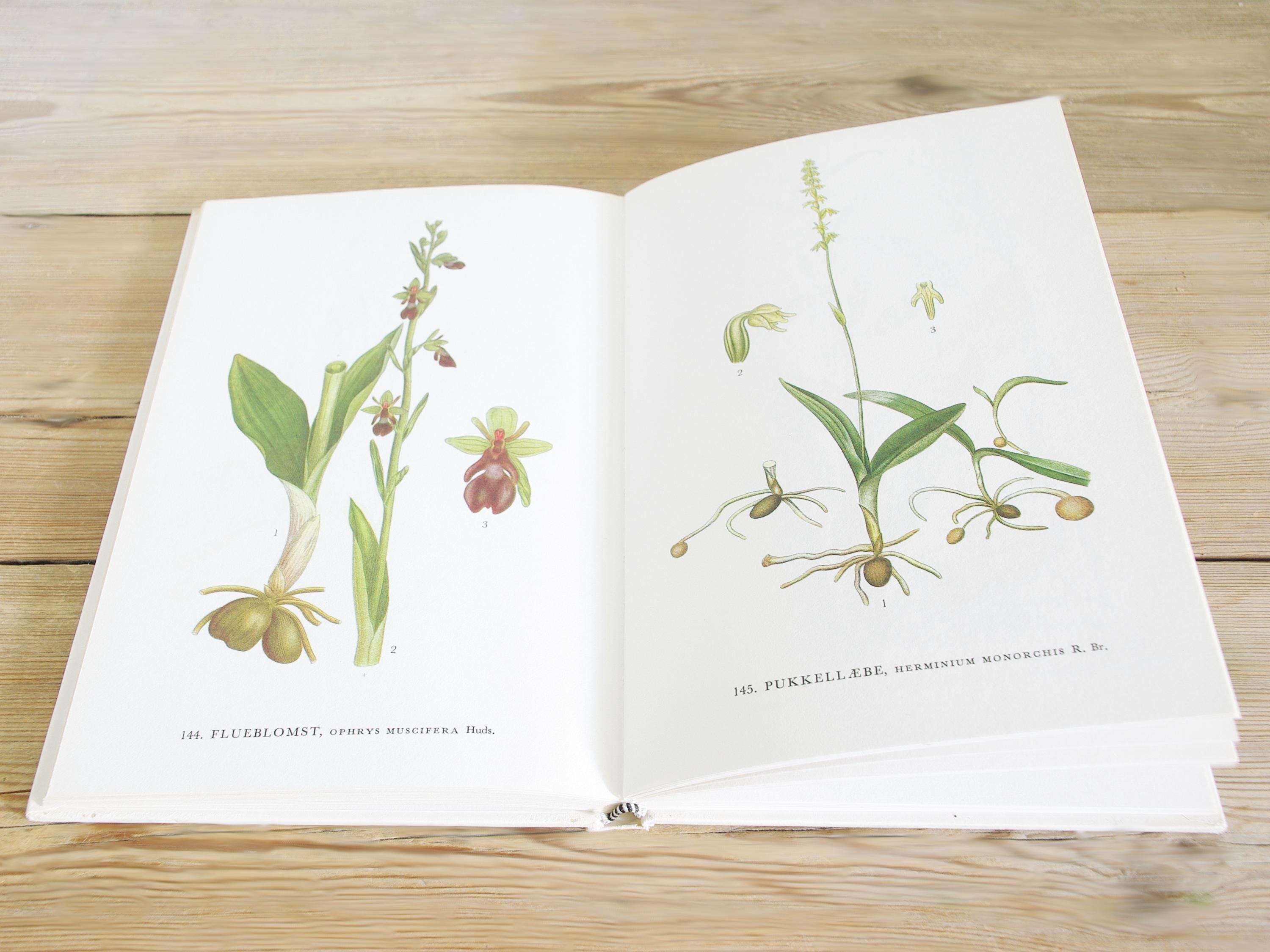 60ページ以上のヴィンテージ植物図鑑（カラーイラスト付き）、野生の花