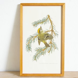 Vintage framed bird print, 50s wall decor, European serin, Goldcrest, entryway bedroom living room, interior decorating, gift for bird lover Goldcrest