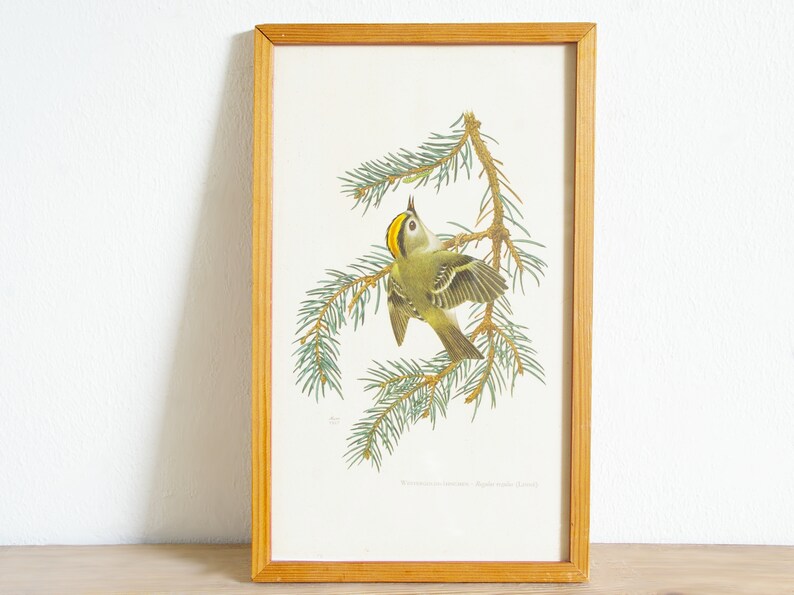 Vintage framed bird print, 50s wall decor, European serin, Goldcrest, entryway bedroom living room, interior decorating, gift for bird lover Goldcrest