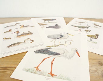 Vintage 4 old bird book pages, bird collage pages, illustrations from original book, Color illustrations, Prints wall decor, Paper supply,