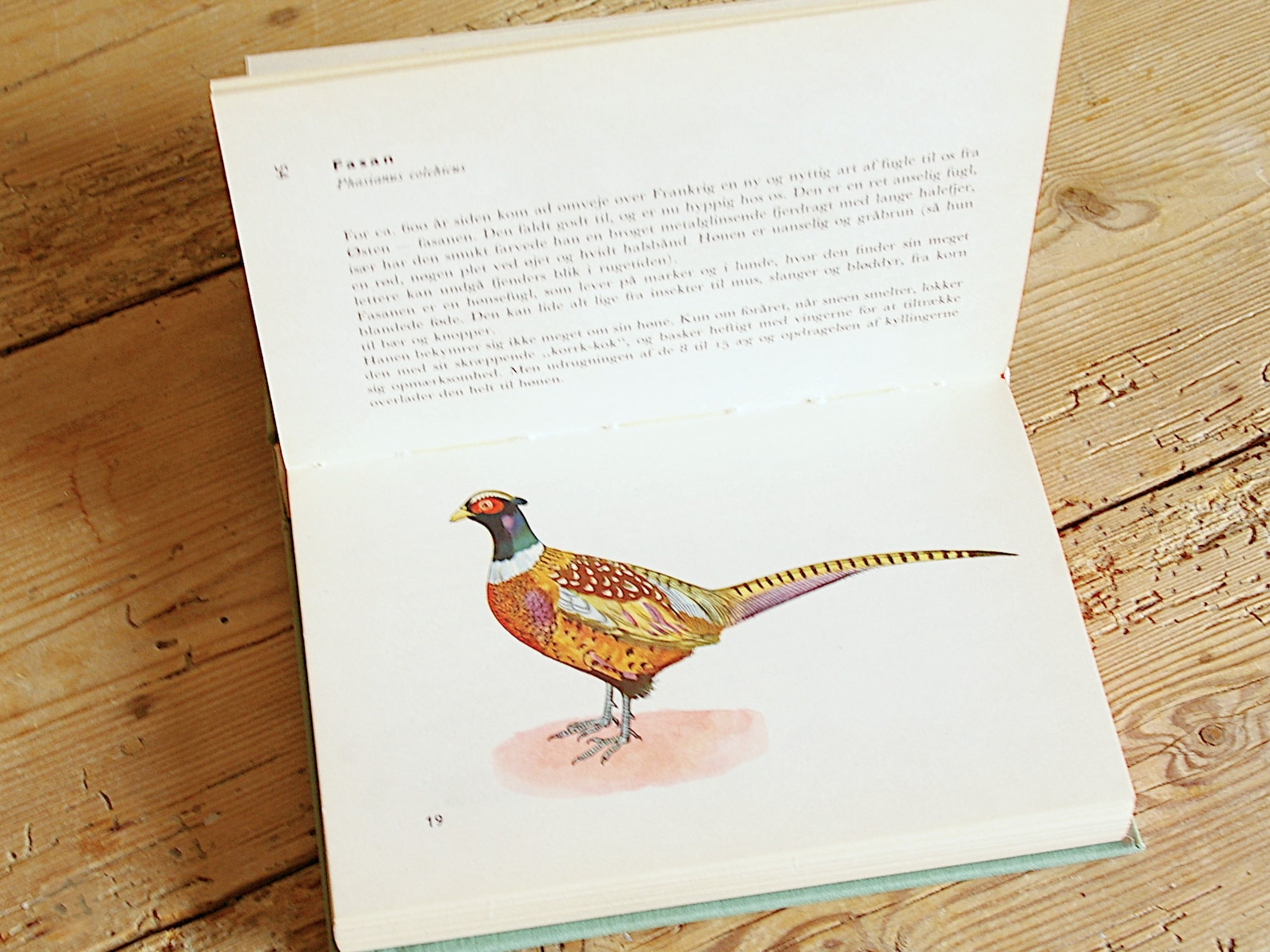 Vintage Bird Book Guide Bird Color Illustrations Colorful - Etsy