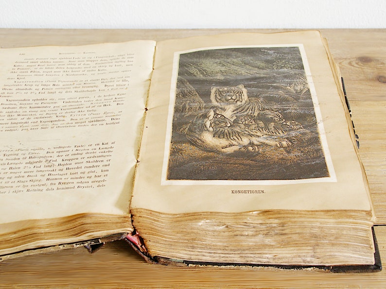 Vintage antique book with illustrations of mammals, old wildlife book with animals, prints and black white drawings, paper supply journaling image 2