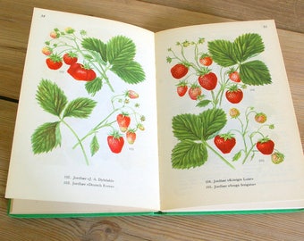 Vintage fruit and berries book guide with beautiful color illustrations, apples pears raspberry grapes plums, pages for creative projects