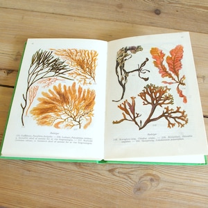 Guía de conchas antiguas, ilustraciones de conchas antiguas, libro de conchas antiguas, guía de campo de playa, páginas de libros de playa, decoración del hogar, decoración de interiores con vida marina