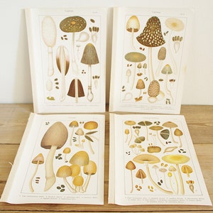4 pages anciennes vintage avec champignons, illustrations couleur de livres anciens, vieilles pages uniques, décoration murale collage colorée