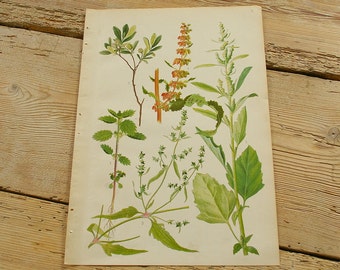 Vintage antique botanical illustration E, Original book plate, Wildflowers plants, Wall decor prints, Color illustrations, old book page