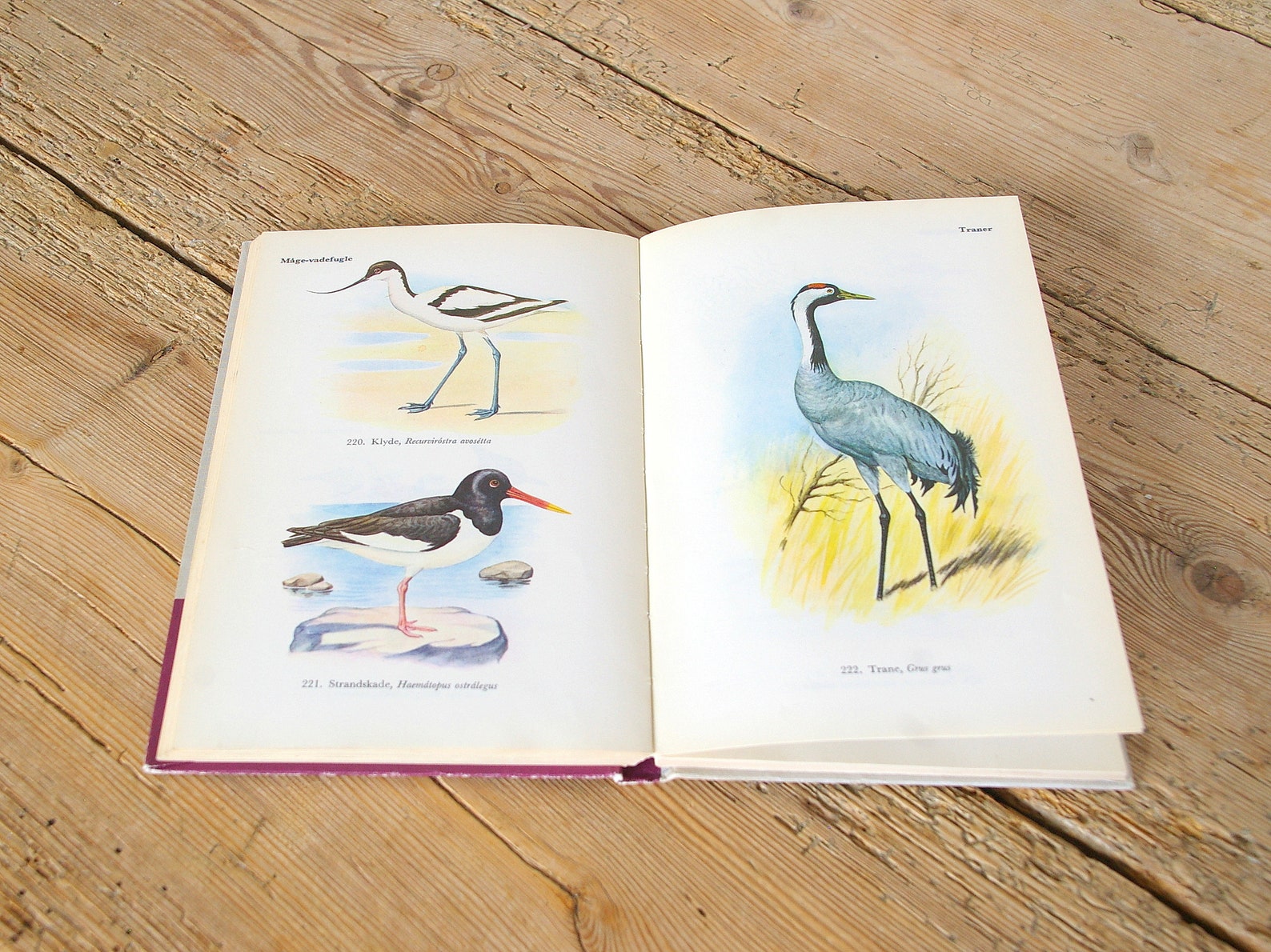 Vintage Bird Guide Book Vintage Bird Illustrations Collage - Etsy
