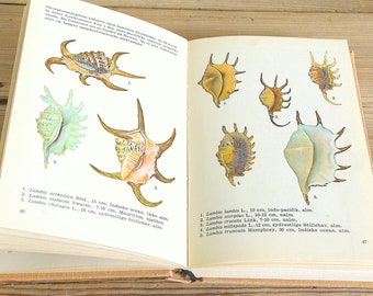 Vintage shell book with color illustrations, Beach combing guide, Book Collage pages, Bathroom wall decor for framing, journaling supply