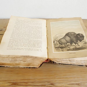 Vintage antique book with illustrations of mammals, old wildlife book with animals, prints and black white drawings, paper supply journaling image 8