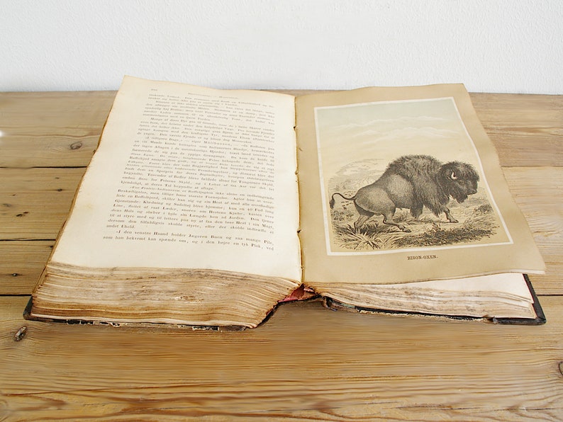 Vintage antique book with illustrations of mammals, old wildlife book with animals, prints and black white drawings, paper supply journaling image 8