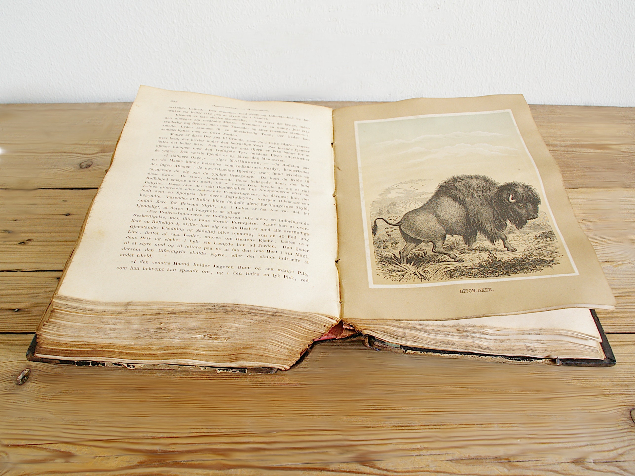 Vintage Antique Book With Illustrations of Mammals, Old Wildlife