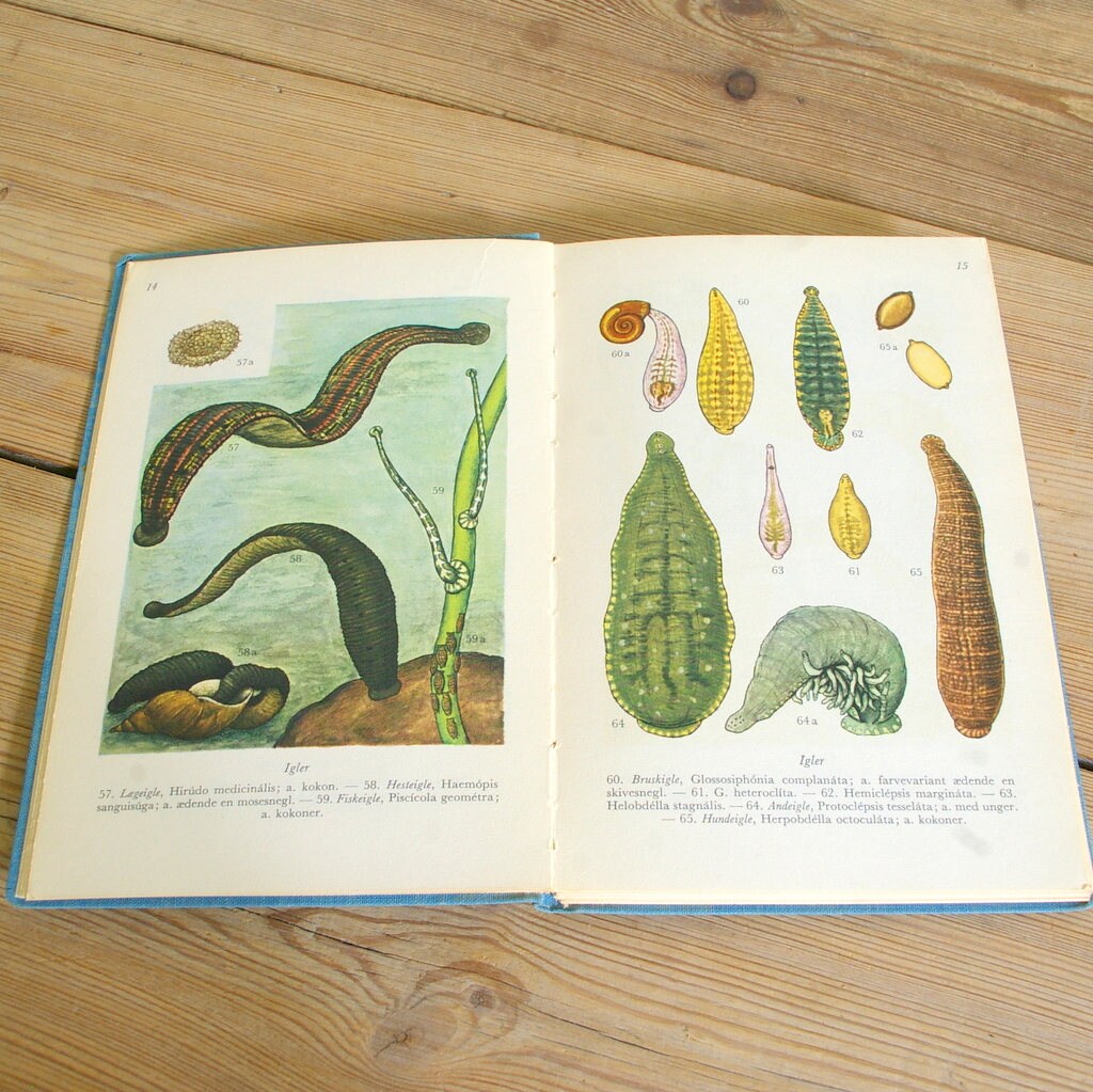 Vintage Insects Book, Field Guide Lake Creek, Halloween Decor, Insects ...