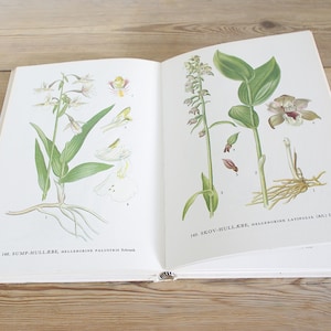 希少 レア アメリカンヴィンテージ アンティーク 野生植物図鑑 希少 レア アメリカンヴィンテージ アンティーク 野生植物図鑑 希少