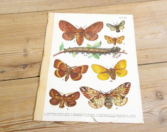 Vintage antique butterfly illustration, Original book plate, moths butterflies, Wall decor prints, Color illustrations, old book page