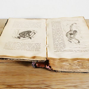 Vintage antique book with illustrations of mammals, old wildlife book with animals, prints and black white drawings, paper supply journaling image 9