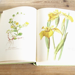 Vintage bloemenboek met 160 prachtige kleurenillustraties, fraai geschilderde bloemen, bloemenprints en oude botanische natuurpagina's.