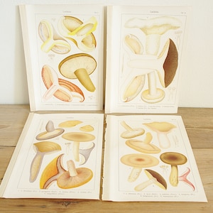 4 pages anciennes vintage avec champignons, illustrations couleur de livres anciens, vieilles pages uniques, décoration murale collage colorée