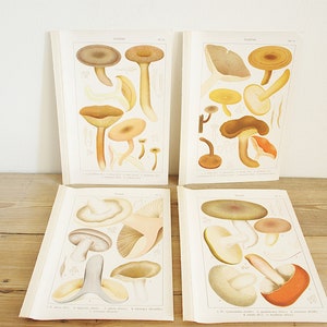4 pages anciennes vintage avec champignons, illustrations couleur de livres anciens, vieilles pages uniques, décoration murale collage colorée