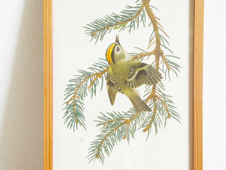 Vintage framed bird print, 50s wall decor, European serin, Goldcrest, entryway bedroom living room, interior decorating, gift for bird lover image 6