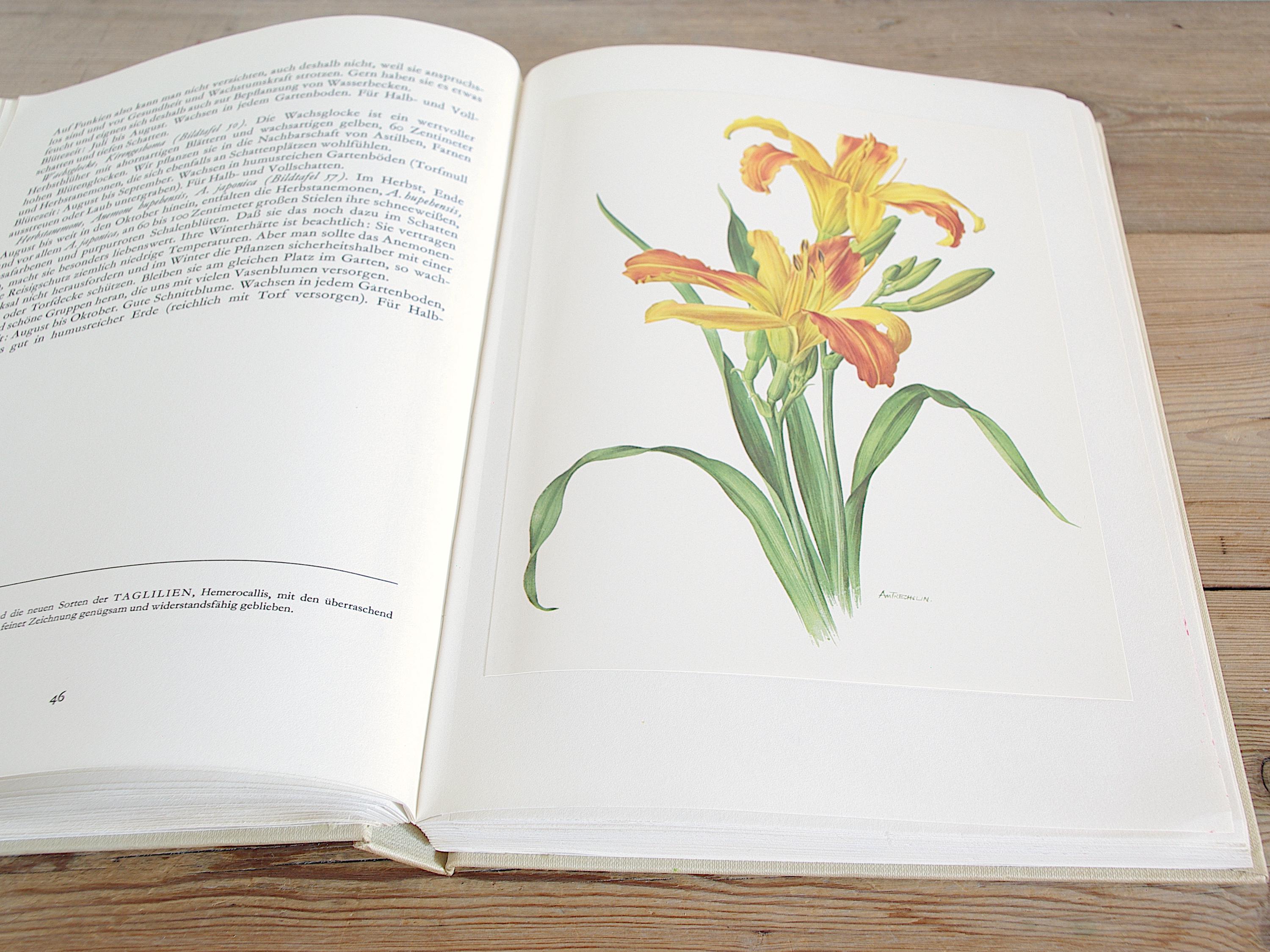 ダージリンページ★写真の60冊 Composition Notebook: Vintage Watercolor Forest Botanical