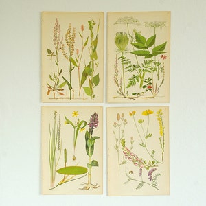 May include: Set of four vintage botanical prints featuring illustrations of various plants and flowers. The prints are framed in white and have a cream background.