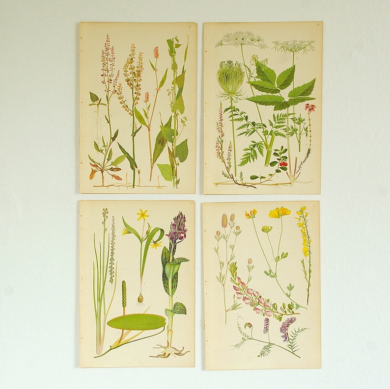 May include: Set of four vintage botanical prints featuring illustrations of various plants and flowers. The prints are framed in white and have a cream background.