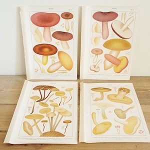 4 pages anciennes vintage avec champignons, illustrations couleur de livres anciens, vieilles pages uniques, décoration murale collage colorée