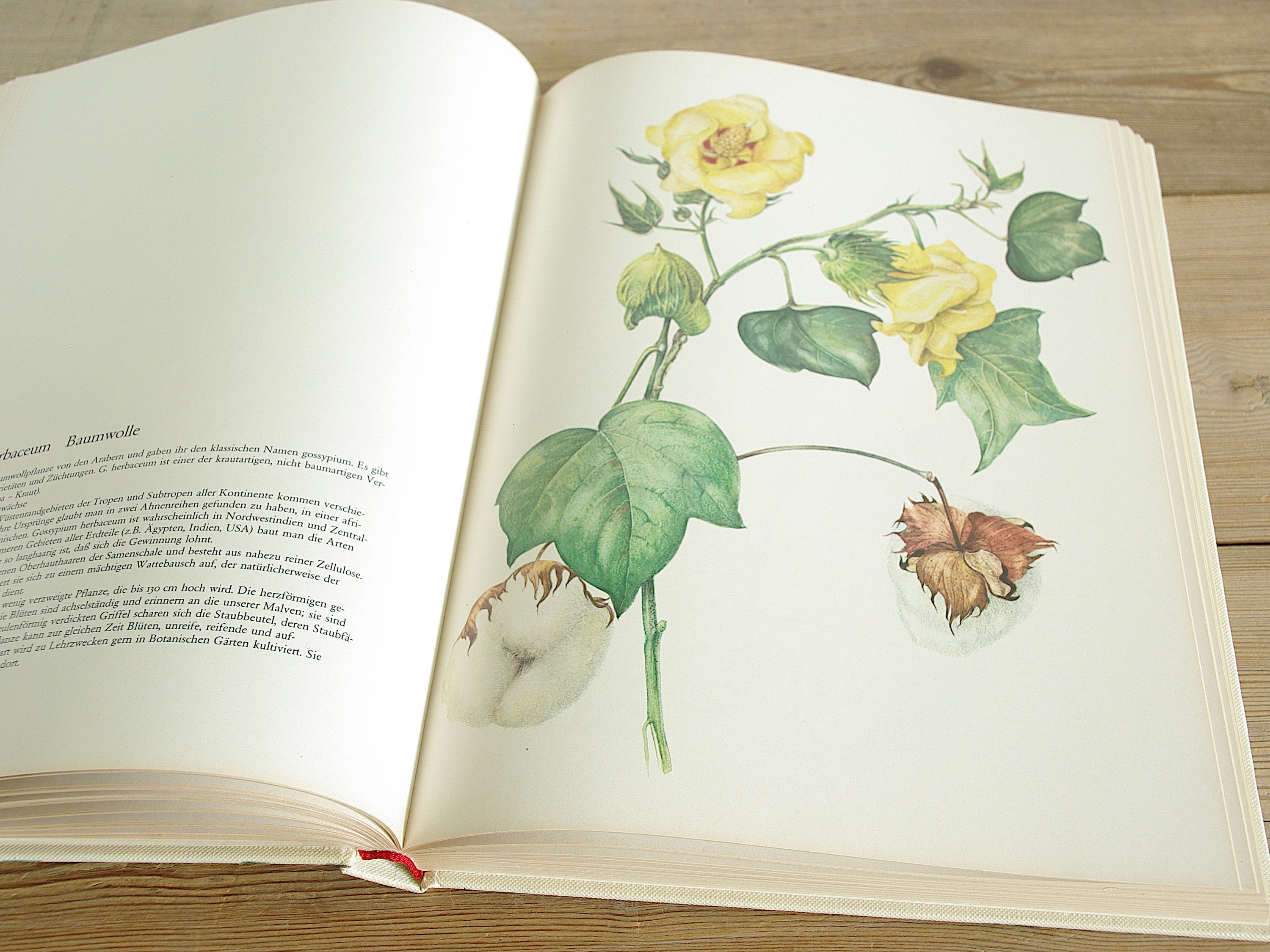 Vintage Big Flower Book With 115 Beautiful Color Illustrations