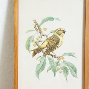 Vintage framed bird print, 50s wall decor, European serin, Goldcrest, entryway bedroom living room, interior decorating, gift for bird lover image 4