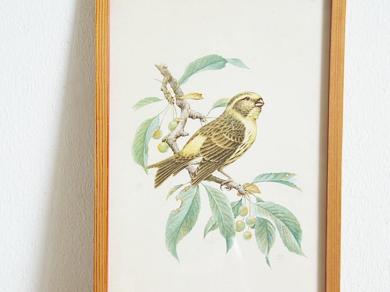 Vintage framed bird print, 50s wall decor, European serin, Goldcrest, entryway bedroom living room, interior decorating, gift for bird lover image 4